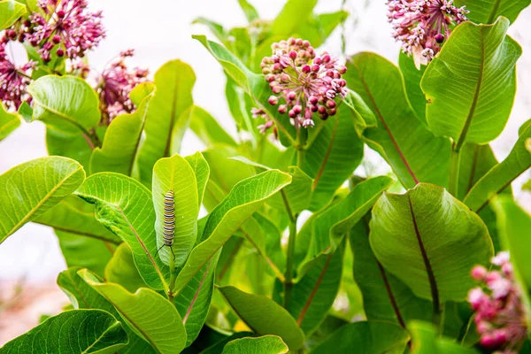 stock image A monarch caterpillar on milkweed which is the primary food source