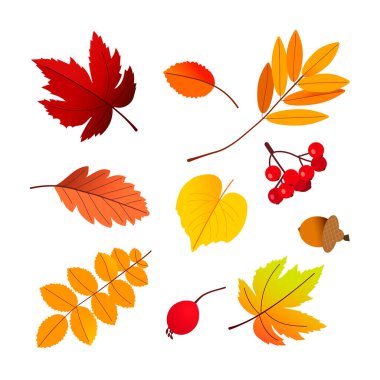 Sonbahar yaprağı paketi. Dekorasyon afişi ve baskı tasarımı için akçaağaç yaprağı. Vektör illüstrasyonu.
