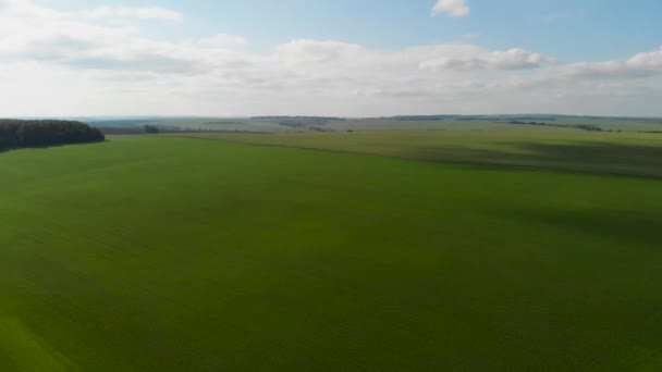 La caméra survole un champ de blé vert. Couleurs riches, beau plan — Video