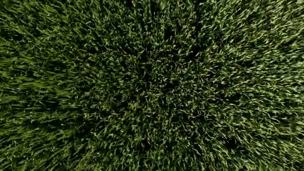 Kamera POV wznosi się nad polem zielonej pszenicy. Bogate kolory, piękny strzał — Wideo stockowe