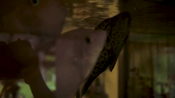 Τα ψάρια κολυμπούν στο ενυδρείο σε ένα σκοτεινό εστιατόριο. 4K — Αρχείο Βίντεο