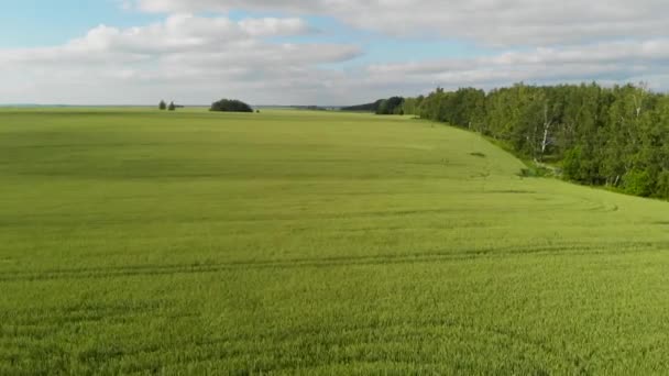 Камера пролетает над полем зеленой пшеницы. Богатые цвета, красивый выстрел — стоковое видео