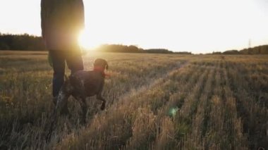 Sadık ve sevecen köpek türü Kurtzhaar efendisine çok yakın.