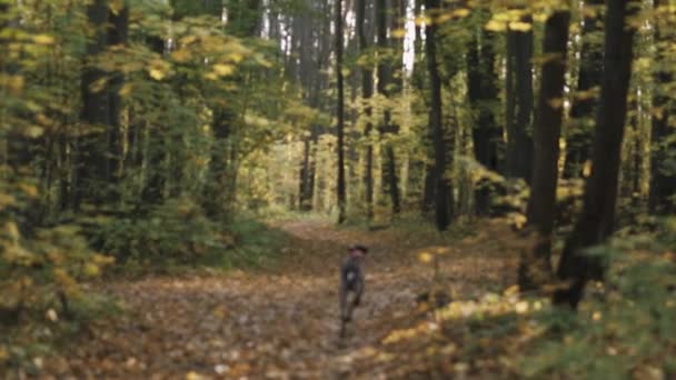 Hunting dog shorthaired pointer runs happily and fast in the autumn forest — Stock Video