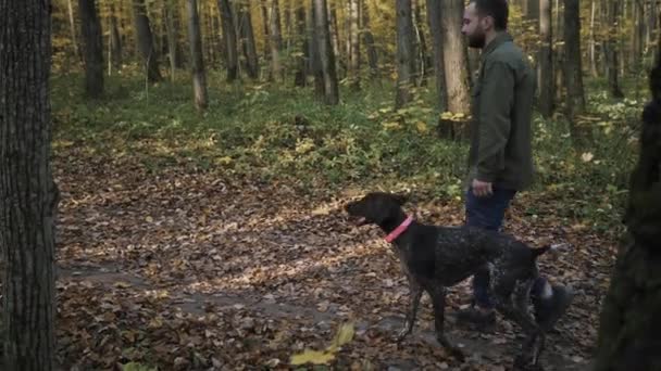 Un jeune homme en jean et chemise kaki marche avec un chien kurzhaar dans la forêt — Video