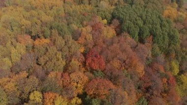 Kamera sonbaharda yaprak döken bir ormanın tepelerinde uçar..