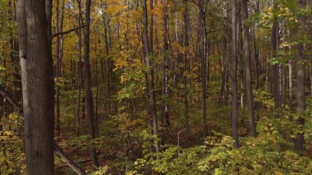 De camera vliegt tussen boomstammen in het herfstbos. — Stockvideo