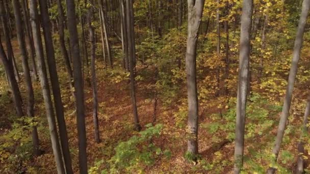 Kamera letí mezi kmeny stromů v podzimním lese. — Stock video