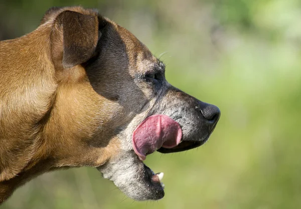 Head profile of a staffordshire bull terrier