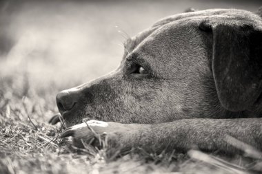 Siyah beyaz portre staffordshire boğa korkunç