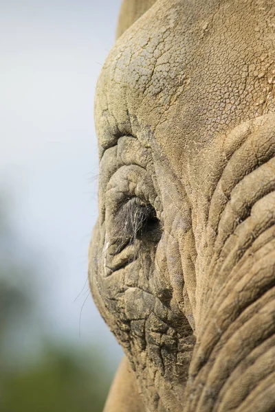 Detialed アフリカの象の目のクローズ アップ — ストック写真