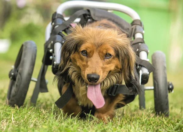 Disabled dachshund in a wheelchair running outdoors — Stock Photo, Image