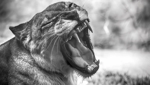 Portrait rapproché d'une lionne africaine — Photo