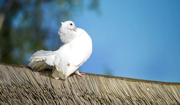 Белый голубь сидит на деревянной крыше — стоковое фото
