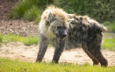 Benekli sırtlan ayakta yeşil çim