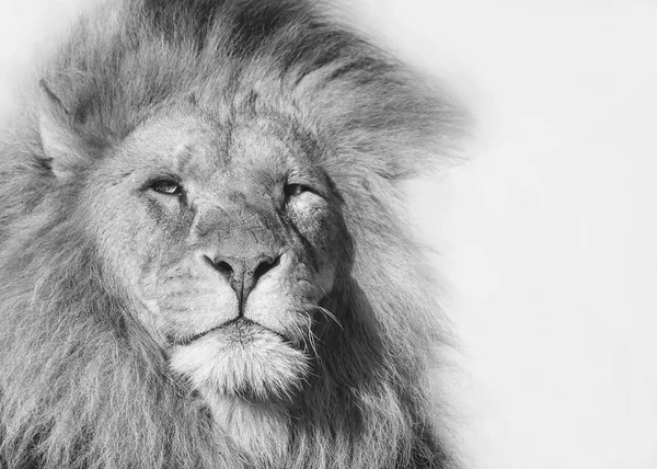 Fekete-fehér portré egy hím oroszlán — Stock Fotó
