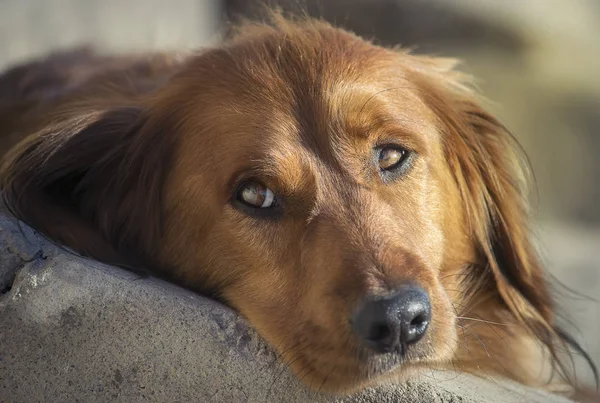 かわいいダックスフント犬のクローズアップ画像 — ストック写真