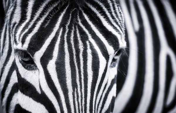 シマウマの詳細な黒と白のクローズアップ — ストック写真