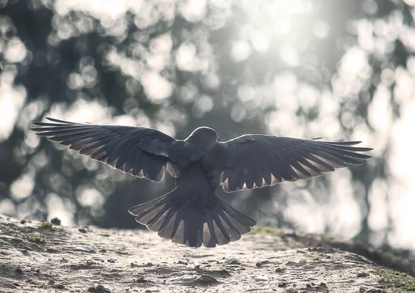 Černá vrána vzlétá ze země — Stock fotografie