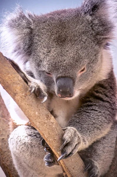 Portret uroczej, zmęczonej, śpiącej koali — Zdjęcie stockowe