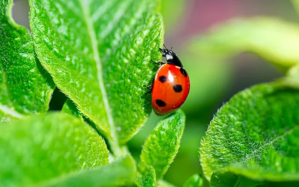 Coccinelle Grimpant Sur Les Feuilles Vertes — Photo