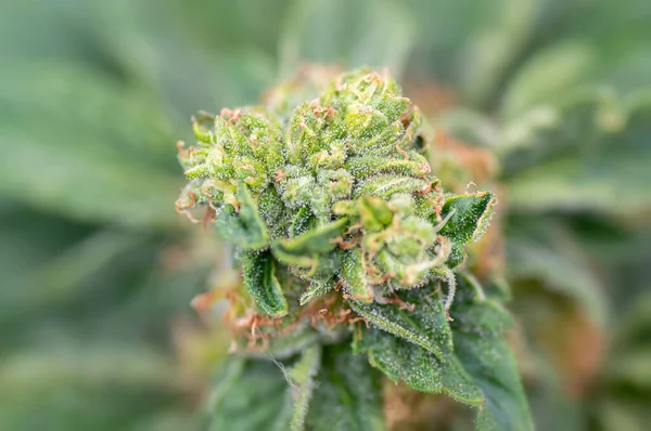 Nahaufnahme einer weiblichen Knospe einer Marihuanapflanze — Stockfoto