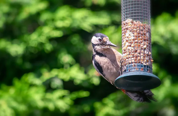 De grote gevlekte specht voedt zich met het vogelvoer. — Stockfoto