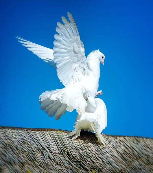 Bílé holubice pářící se na střeše — Stock fotografie