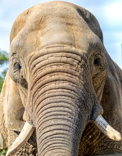 閉鎖アフリカ象頭の肖像画 — ストック写真