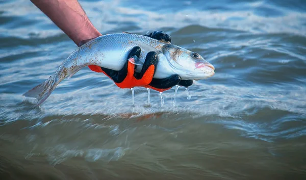 Pescador liberando una lubina en el mar —  Fotos de Stock