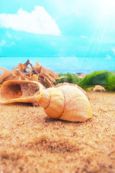 砂浜の貝殻、日当たりの良いビーチ — ストック写真