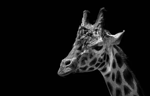 Czarno-biały obraz żyrafy — Zdjęcie stockowe