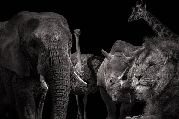 Czarno Biały Obraz Afrykańskich Zwierząt — Zdjęcie stockowe