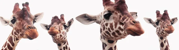 Giraffenköpfe Vor Weißem Hintergrund — Stockfoto