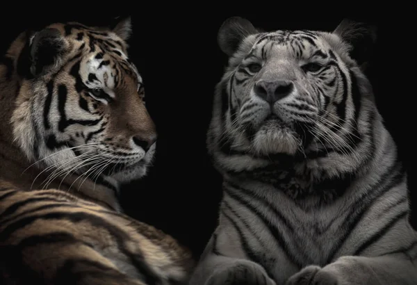 Δύο Τίγρεις Απομονωμένες Μαύρο Φόντο — Φωτογραφία Αρχείου
