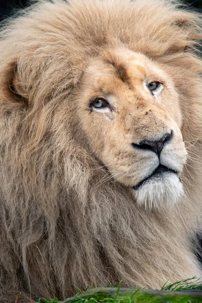 Retrato Primer Plano León Salvaje Macho Blanco — Foto de Stock