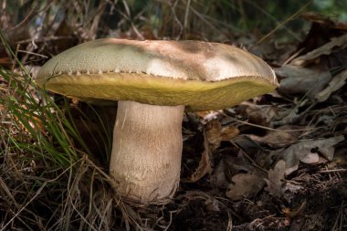 Ayrıntı atış yenilebilir mantar çörek reticulatus güneşli ormandaki Çek Cumhuriyeti, Avrupa