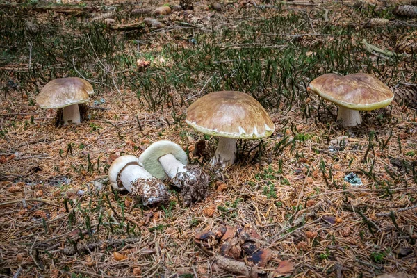 Hermoso Grupo Hongos Comestibles Boletus Edulis Conocido Como Pan Centavo —  Fotos de Stock