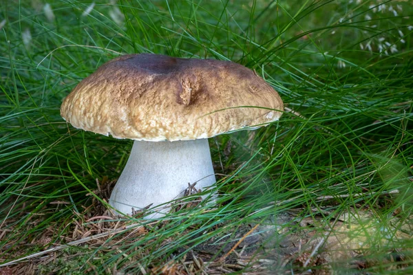 Boleto Cogumelo Comestível Edulis Conhecido Como Pão Centavo Grama República — Fotografia de Stock