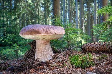 Ladin ormanı ve şaşırtıcı yenilebilir mantar boletus mantarı kuruş topuz - Çek Cumhuriyeti, Europe bilinen