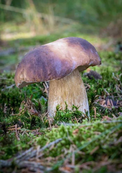 Съедобный Гриб Boletus Edulis Известный Penny Bun Members Размытым Передним — стоковое фото