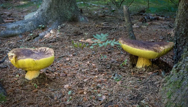 Dois Enormes Cogumelos Floresta Abeto Boletus Edulis Comestível Saboroso Conhecido — Fotografia de Stock