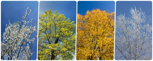 Four season collage from vertical banners with trees and blue sky. All used photos belong to me.