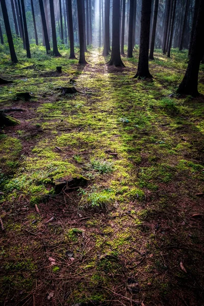 Ambiente Tranquilo Del Bosque Verano Matutino Con Rayos Sol Sombras —  Fotos de Stock