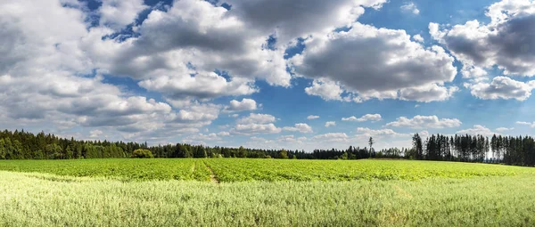 Panorama Peisajului Vară Câmpuri Verzi Pădure Cer Albastru Nori Albi — Fotografie, imagine de stoc