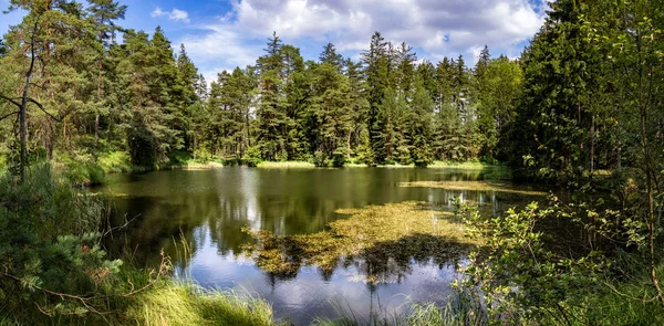 Stagno Nelle Foreste Estive Sotto Cielo Blu Nuvoloso Repubblica Ceca — Foto Stock