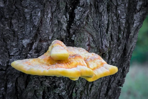 Champiñón Comestible Laetiporus Sulphureus Comúnmente Conocido Como Cangrejo Bosque Poliporo —  Fotos de Stock