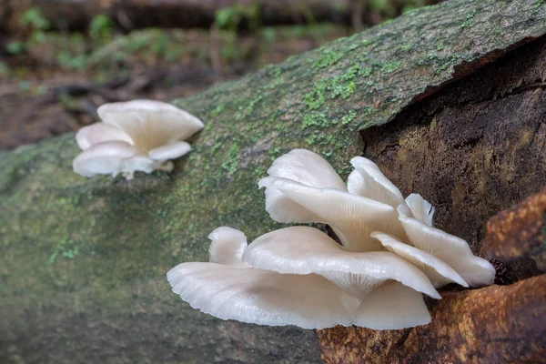 Detail Van Eetbare Paddenstoelen Pleurotus Pulmonarius Bekend Als Indische Oyster — Stockfoto