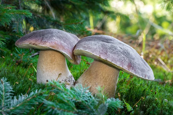 Twins Boletus Edulis Mushrooms Mossy Sunny Forest Czech Republic Europe — Stock Photo, Image