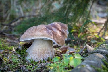 Çekim inanılmaz yenilebilir mantar boletus mantarı ormandaki güneşli - Çek Cumhuriyeti, Europe